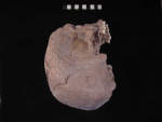 L_V19d5011 J3.8 Q824 dM pa skull right view